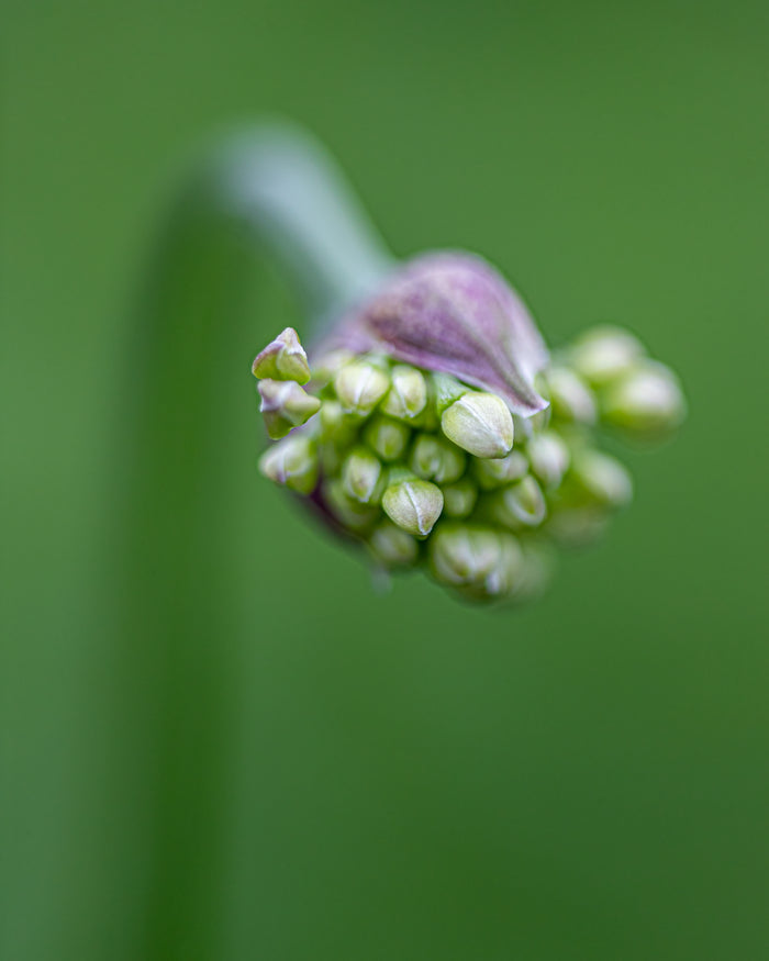Allium 6