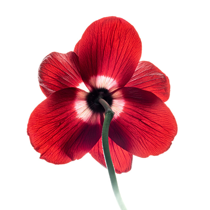 Anemone 13