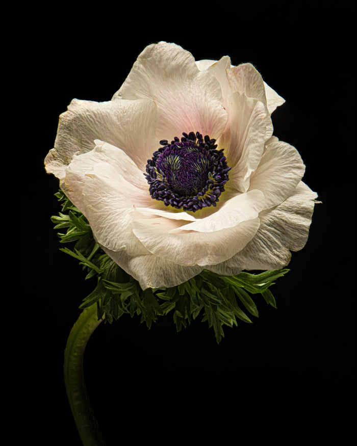 Anemone 19
