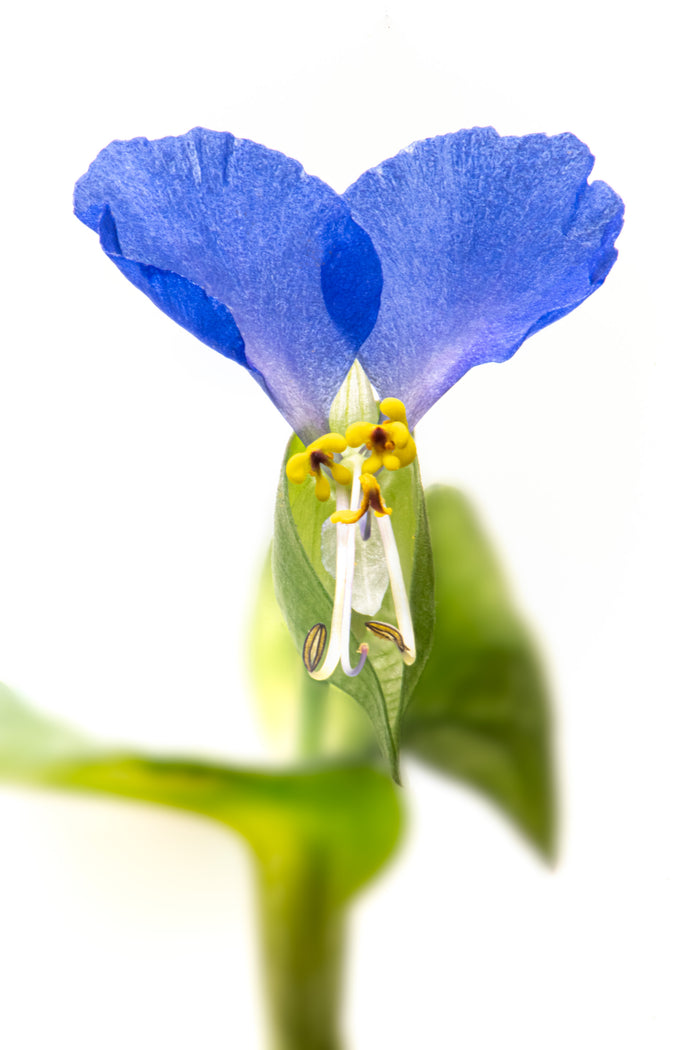 Asiatic Dayflower 3