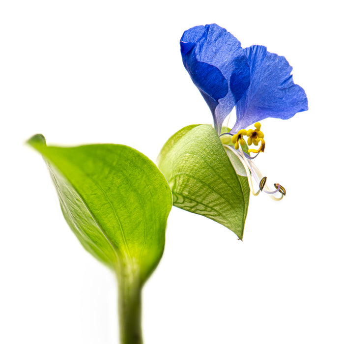 Asiatic Dayflower 4