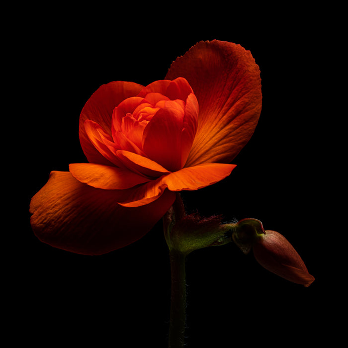 Begonia 10