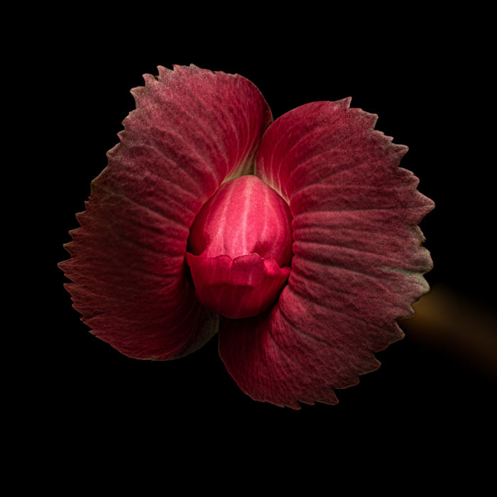 Begonia 4