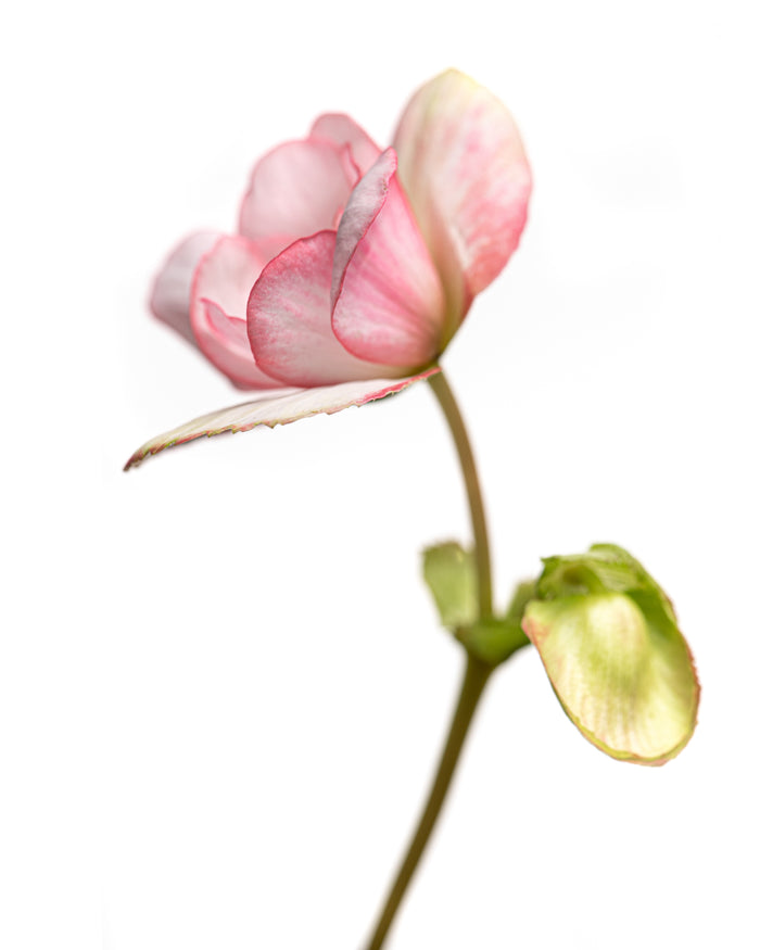 Begonia 7