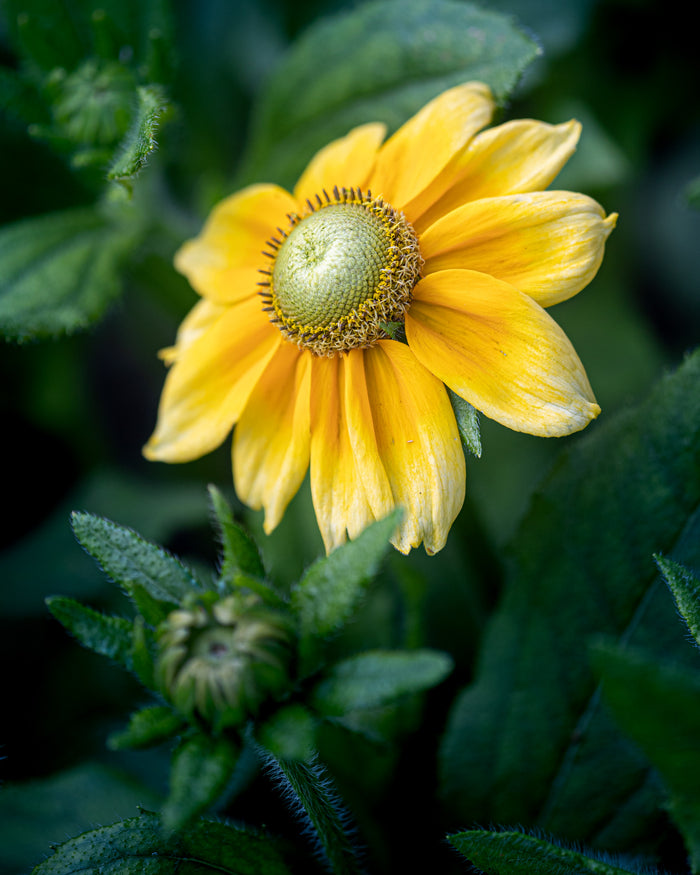 Black Eyed Susan 1