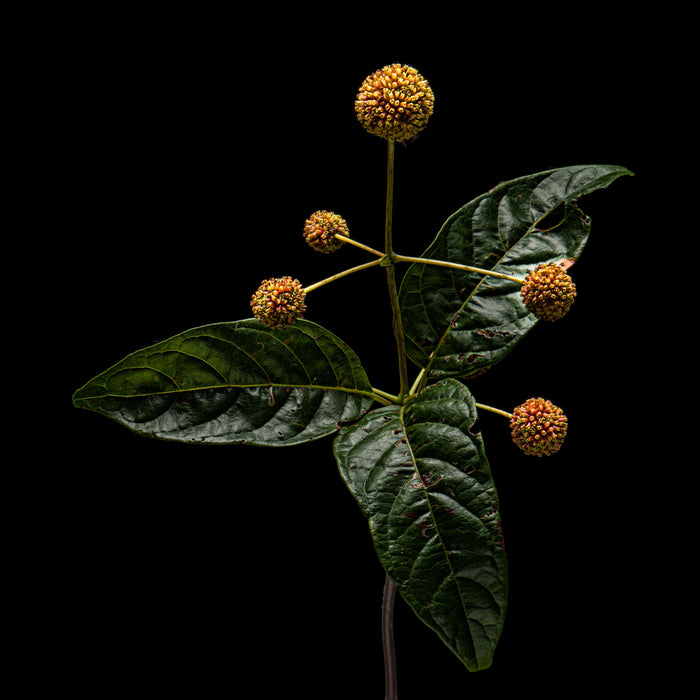 Buttonbush 3
