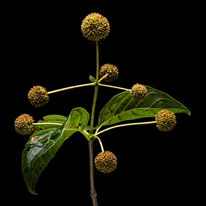 Buttonbush 4