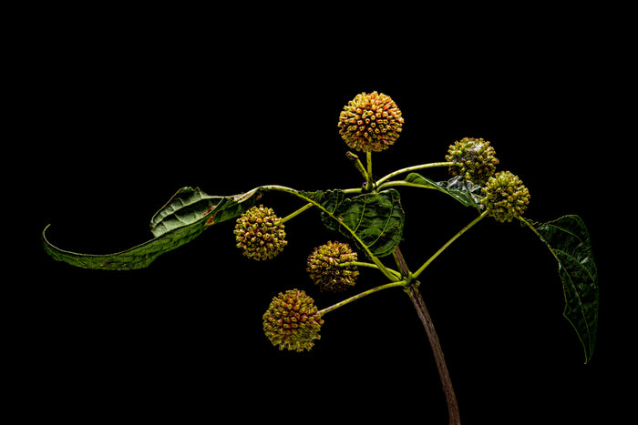 Buttonbush 5