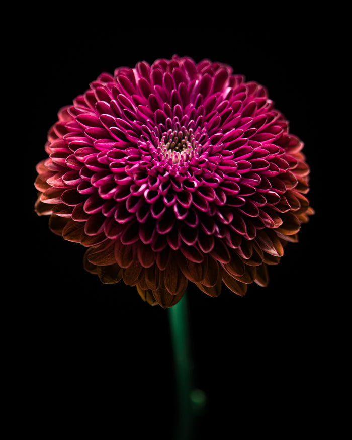 Chrysanthemums 18