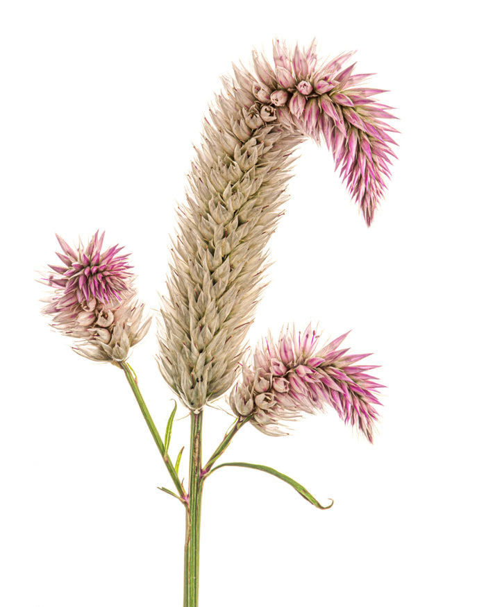 Cockscomb 6