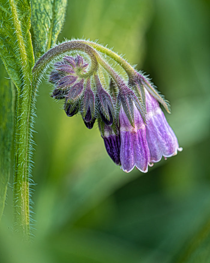 Comfrey 1
