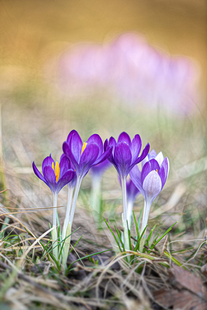 Crocus 5