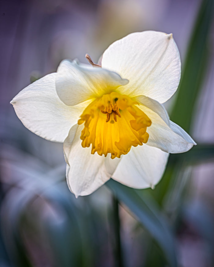 Daffodil 7