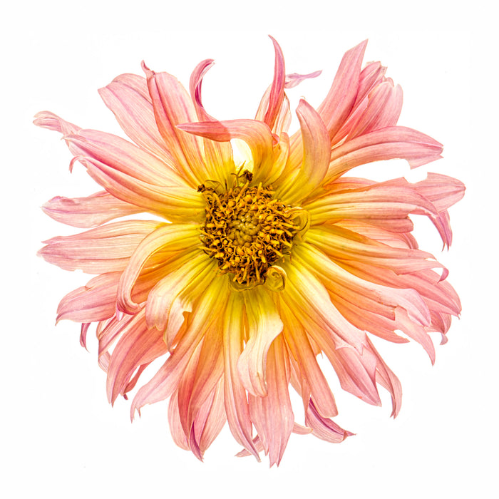 Dahlia 105