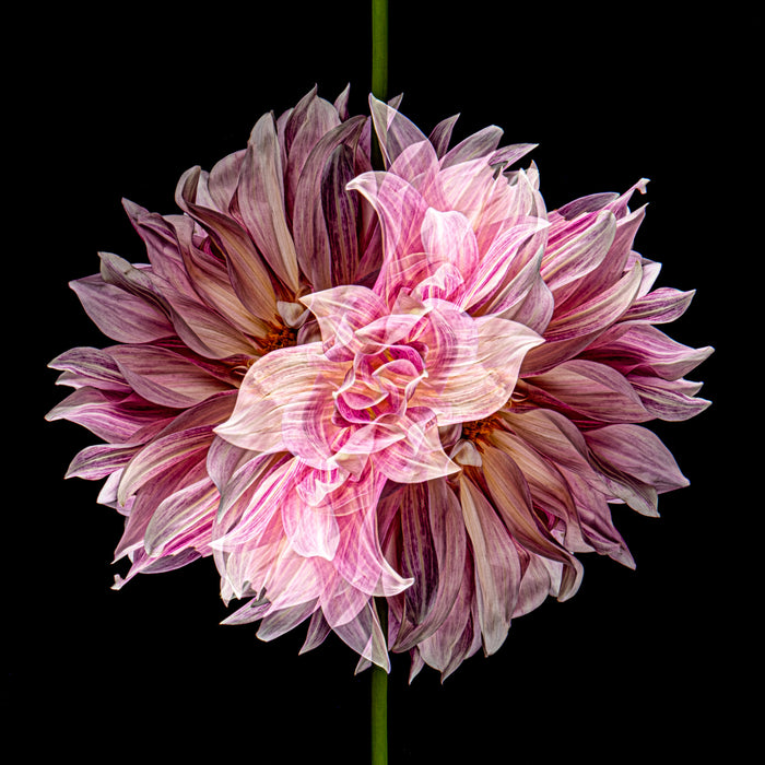 Dahlia 108
