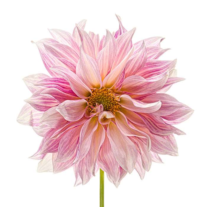 Dahlia 112