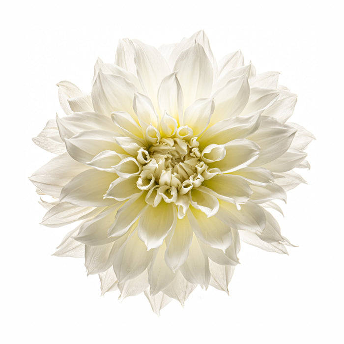Dahlia 113