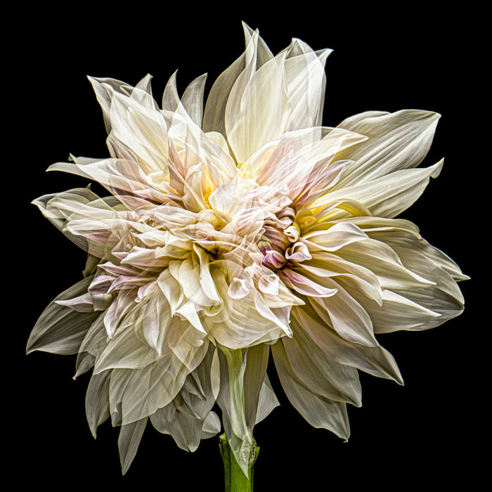 Dahlia 118