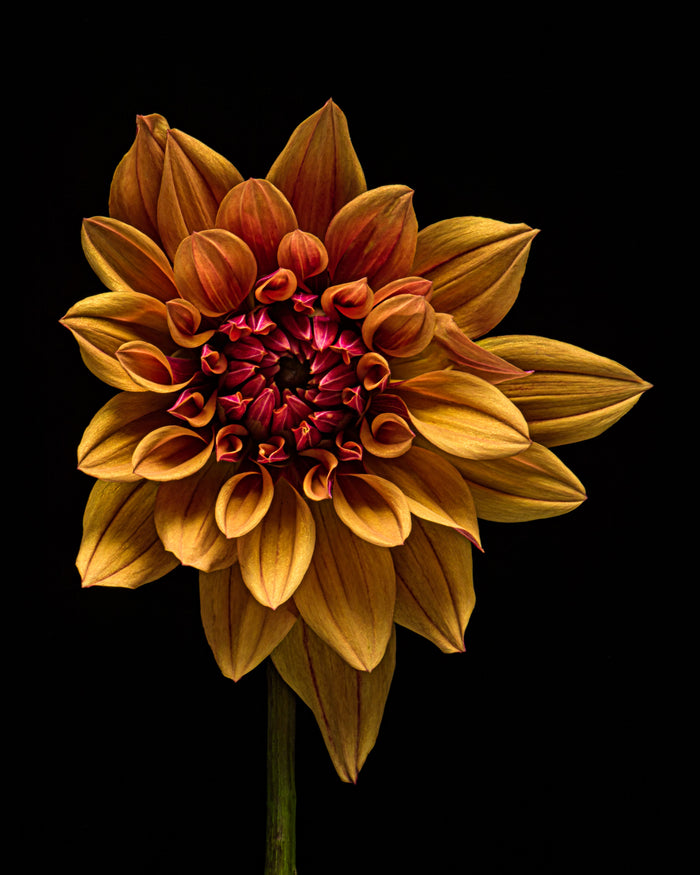 Dahlia 128