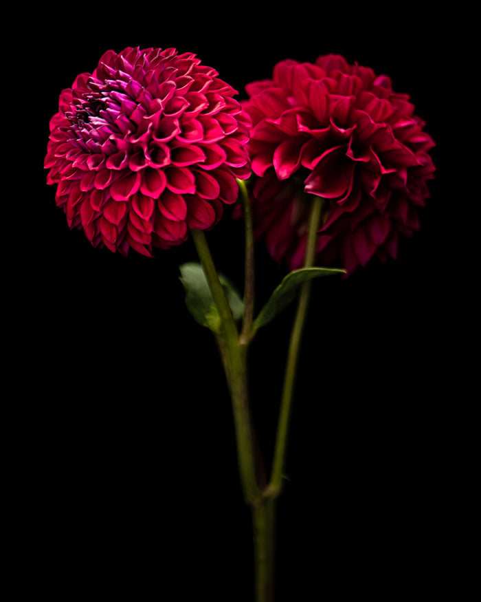 Dahlia 136