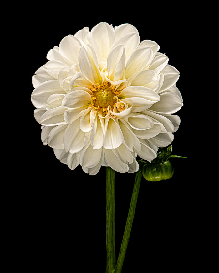 Dahlia 138