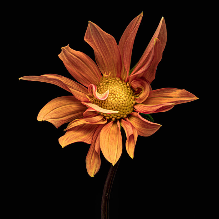 Dahlia 26