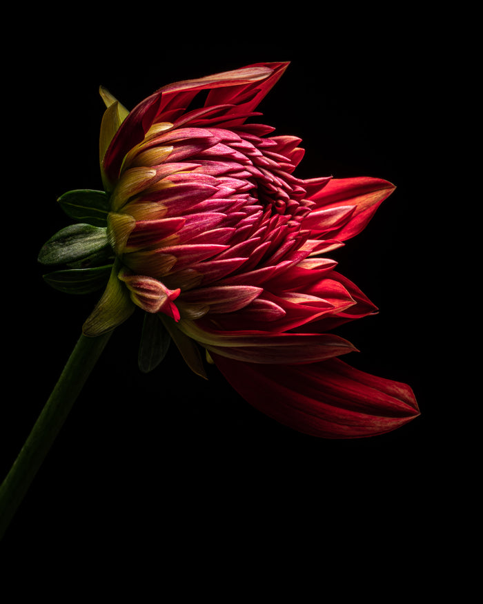 Dahlia 69
