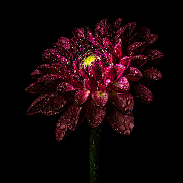 Dahlia 75
