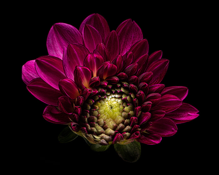 Dahlia 76