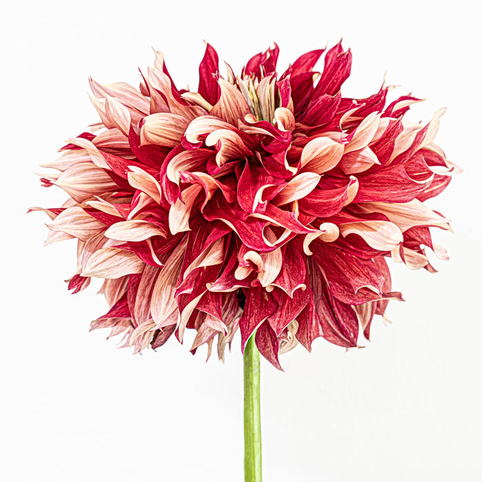 Dahlia 81