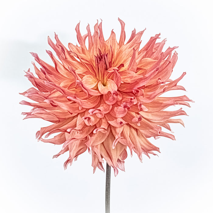 Dahlia 90