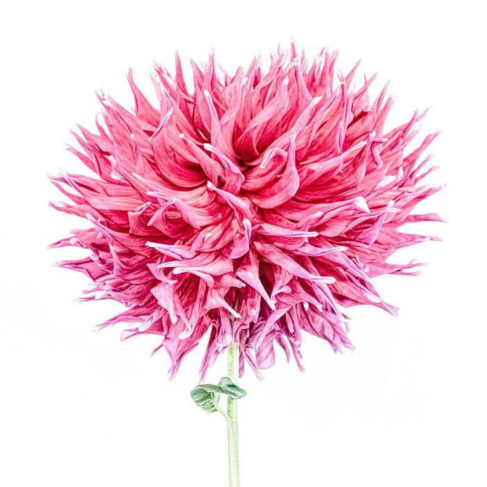 Dahlia 91
