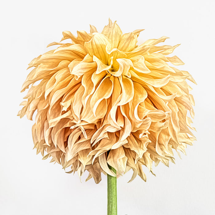 Dahlia 93