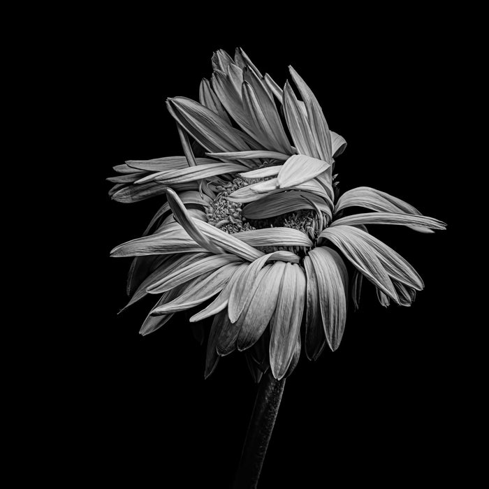 Daisy 2