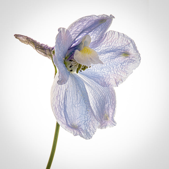 Delphinium 1