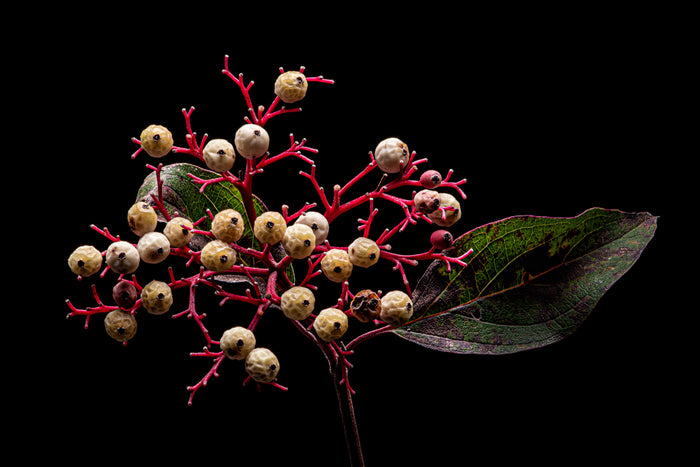Dogwood 4