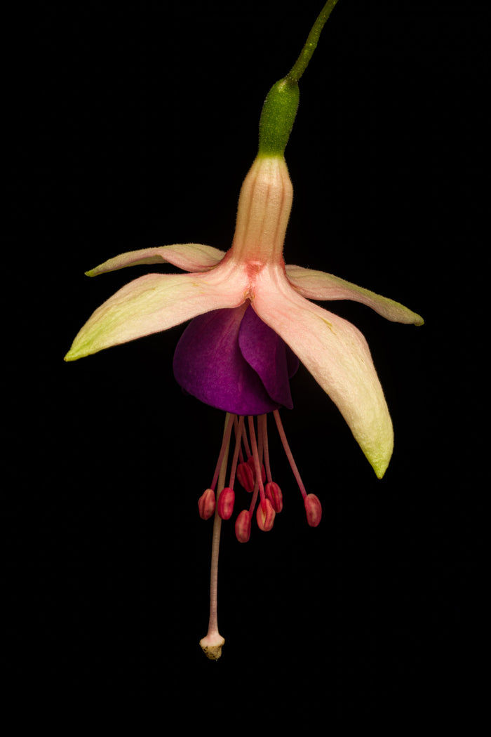 Fuchsia 1