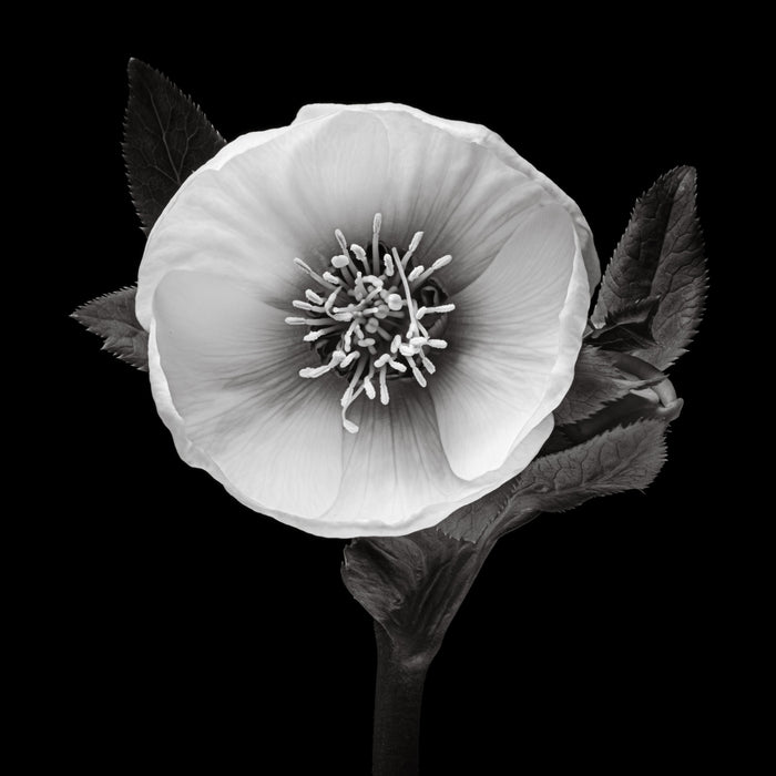 Hellebore 11