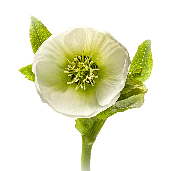 Hellebore 12
