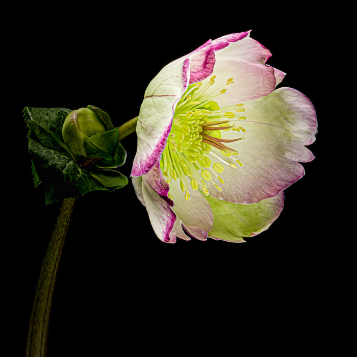 Hellebore 14