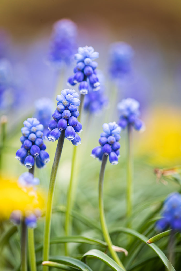 Hyacinth 3
