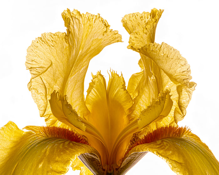 Iris 17