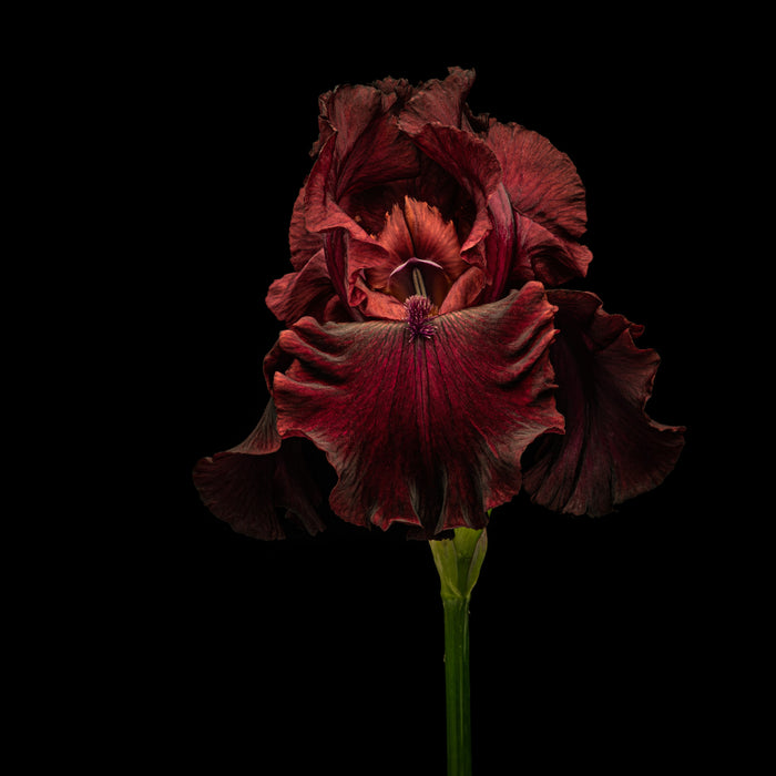 Iris 22