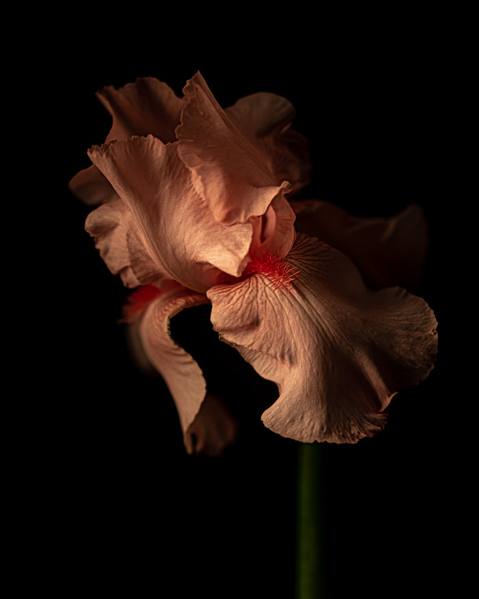 Iris 24
