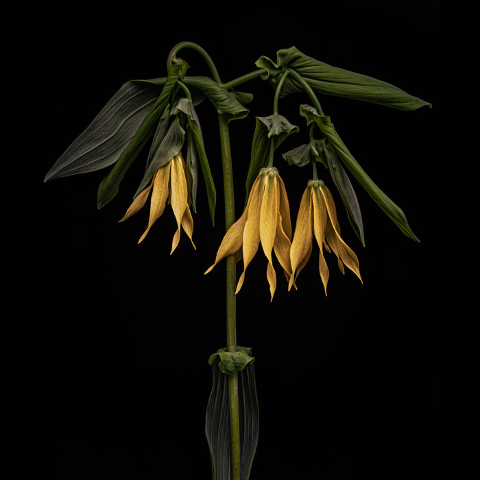 Largeflower Bellwort 1