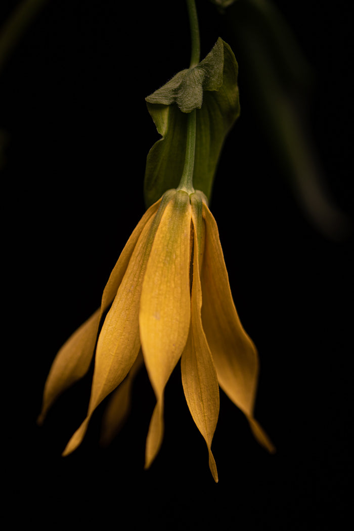 Largeflower Bellwort 2