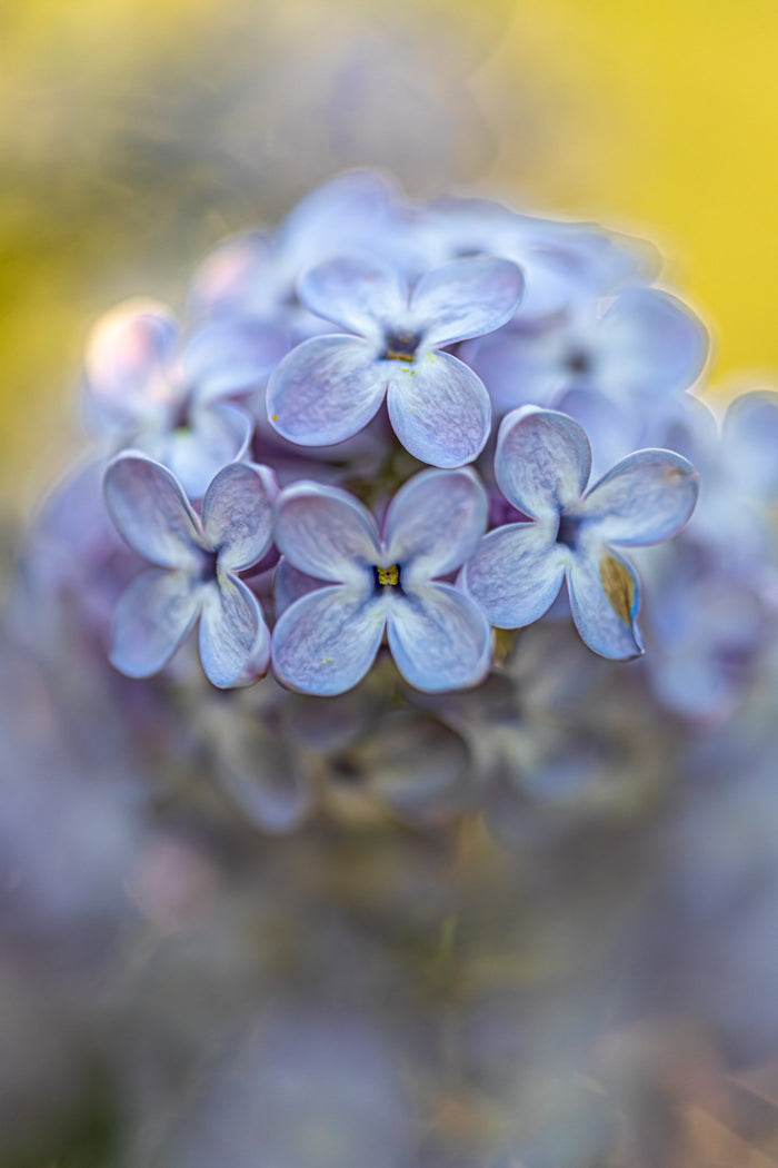 Lilac 3