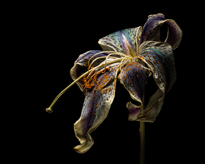 Lily 17