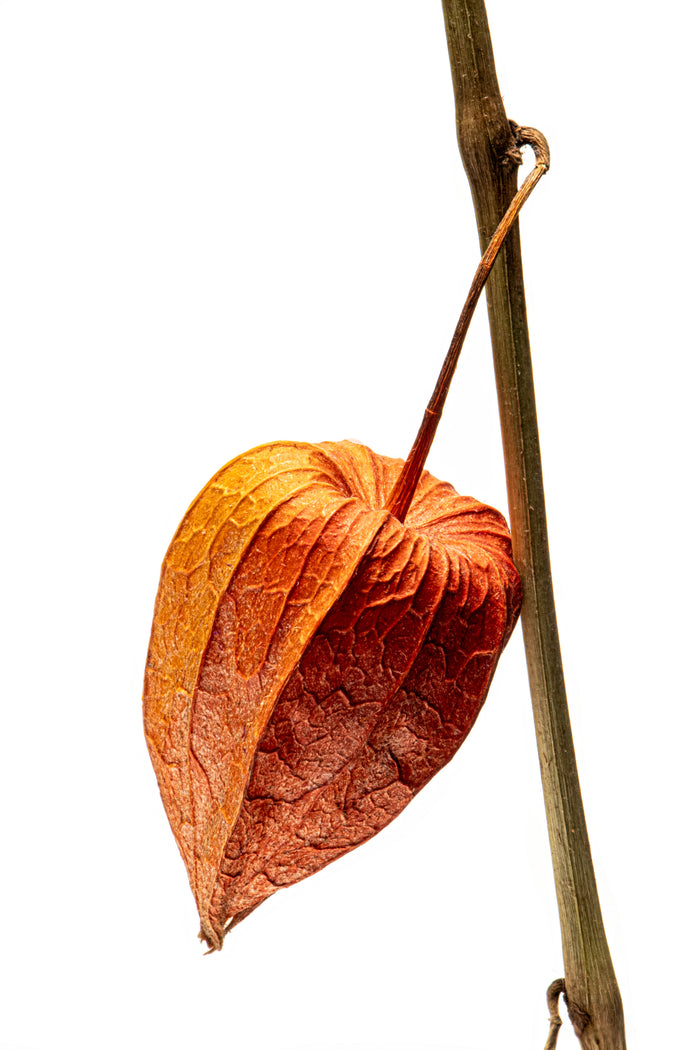 Longleaf Groundcherry