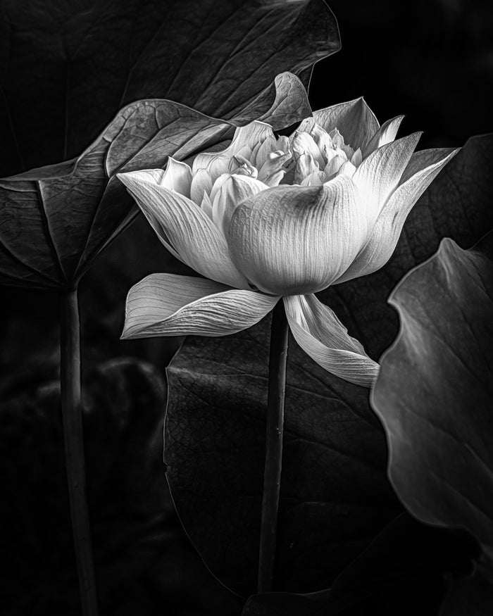 Lotus 5